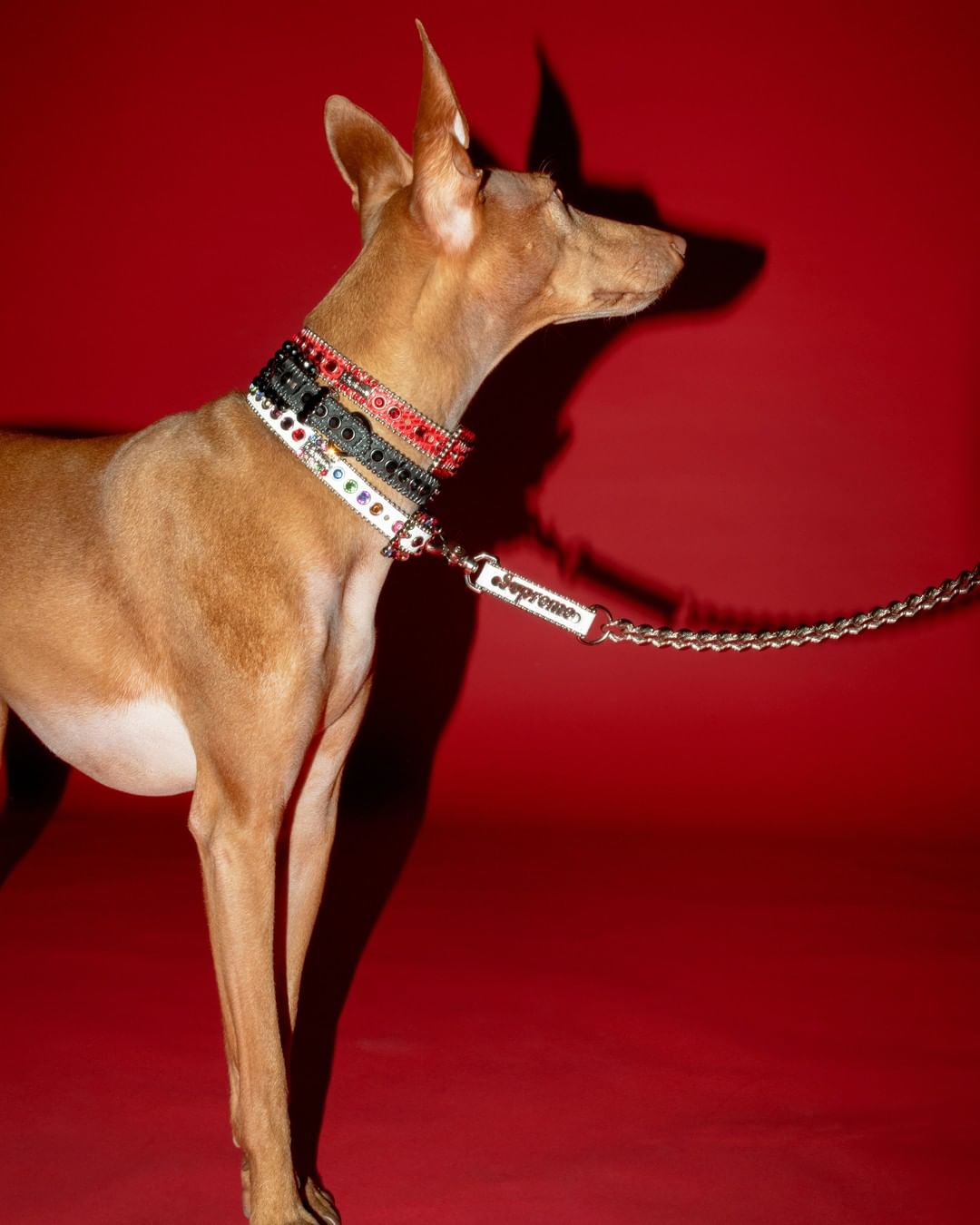 Supreme / B.B. Simon Studded Dog Collar | www.innoveering.net