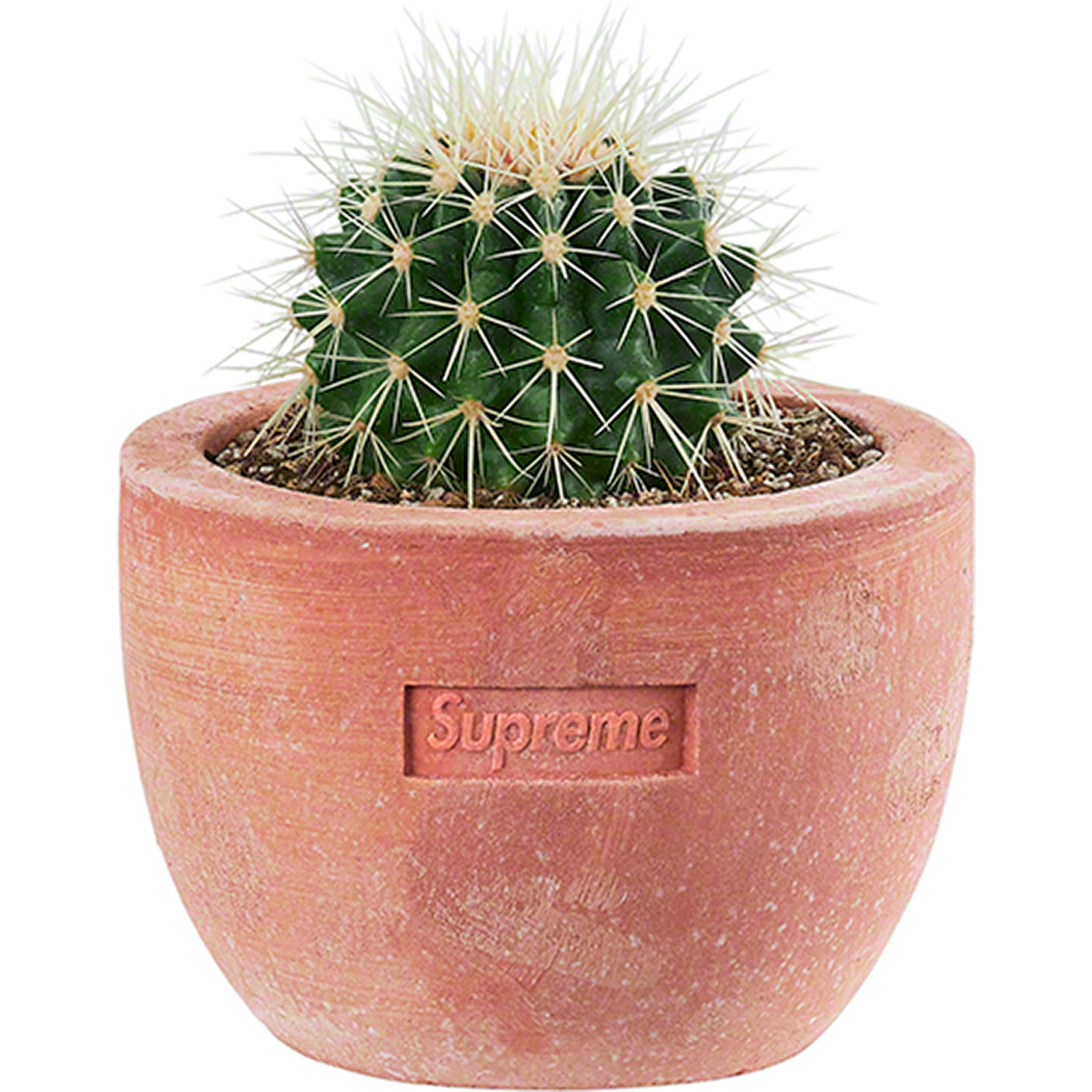 Supreme®/Poggi Ugo Planter | Supreme 22ss